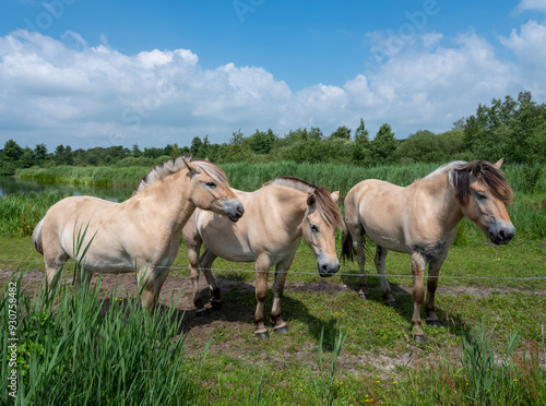 fjord horses in green landscape of national park weerribben wieden in the netherlands photo