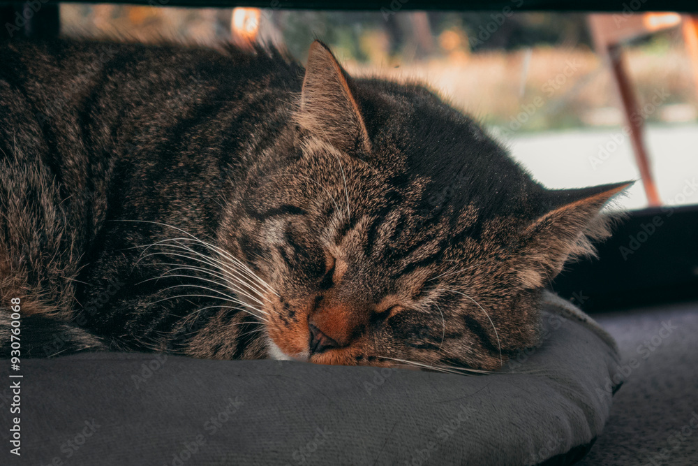 Naklejka premium Cat sleeping on his pillow under the table in the restaurant