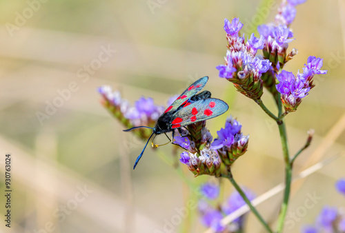 Wall Mural "Six spot burnet moth" "Zygaena filipendulae" feeding on purple flower