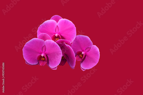 Rosa Orchid petals on a red background
