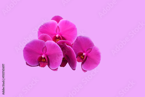 Rosa Orchid petals on a Pink background