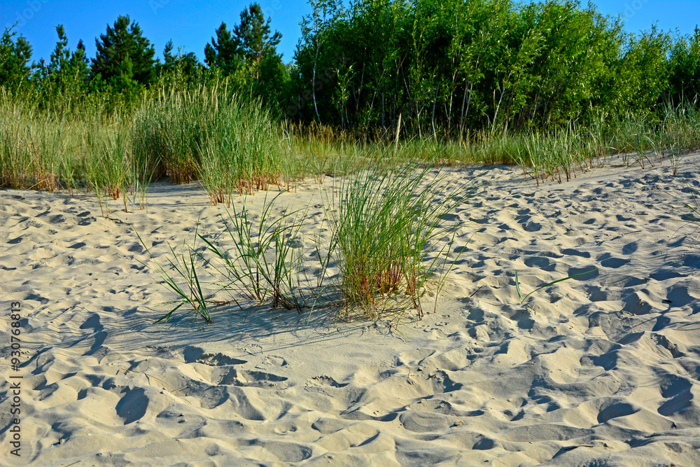 trawy wydmowe, trawy na nadmorskiej wydmie, trawy na piaszczystej wydmie, Piaskownica zwyczajna, Calamagrostis arenaria or Ammophi, dune grasses, beach grass,sand dune with marram grass