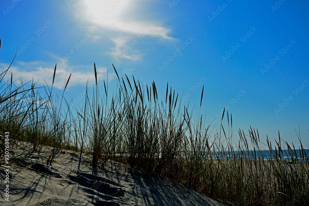 trawy wydmowe, trawy na nadmorskiej wydmie, trawy na piaszczystej wydmie, Piaskownica zwyczajna, Calamagrostis arenaria or Ammophi, dune grasses, beach grass,sand dune with marram grass