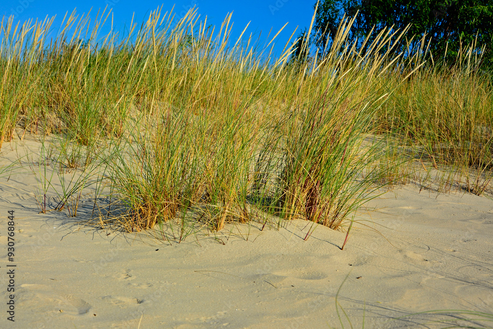 trawy wydmowe, trawy na nadmorskiej wydmie, trawy na piaszczystej wydmie, Piaskownica zwyczajna, Calamagrostis arenaria or Ammophila arenaria, dune grasses, beach grass, sand dune with marram grass
