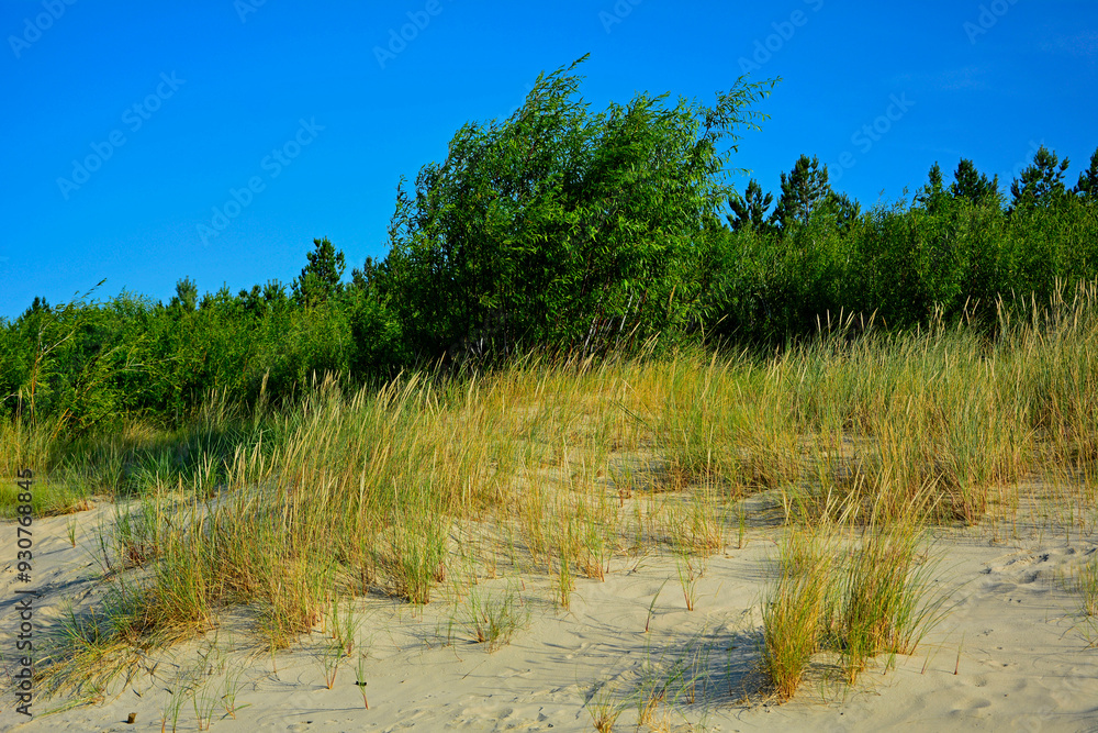 trawy wydmowe, trawy na nadmorskiej wydmie, trawy na piaszczystej wydmie, Piaskownica zwyczajna, Calamagrostis arenaria or Ammophi, dune grasses, beach grass,sand dune with marram grass
