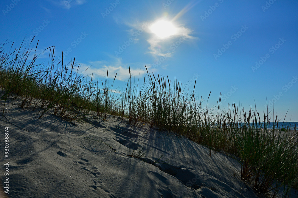 trawy wydmowe, trawy na nadmorskiej wydmie, trawy na piaszczystej wydmie, Piaskownica zwyczajna, Calamagrostis arenaria or Ammophi, dune grasses, beach grass,sand dune with marram grass