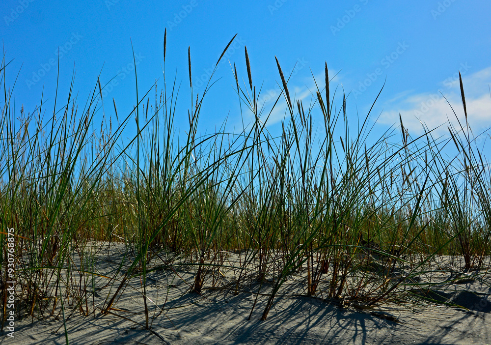 trawy wydmowe, trawy na nadmorskiej wydmie, trawy na piaszczystej wydmie, Piaskownica zwyczajna, Calamagrostis arenaria or Ammophi, dune grasses, beach grass,sand dune with marram grass