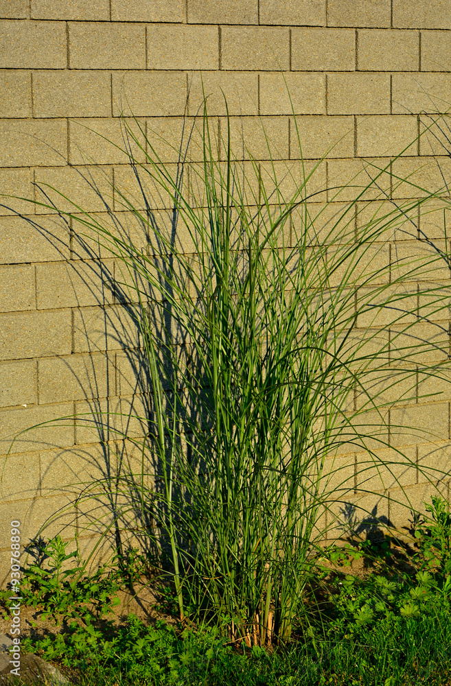 ozdobna trawa na tle jasnego ogrodzenia, ozdobny miskant chiński, Miscanthus sinensis, Chinese Miscanthus 'Gracillimus', Ornamental grasses in the sun against the background of a light fence