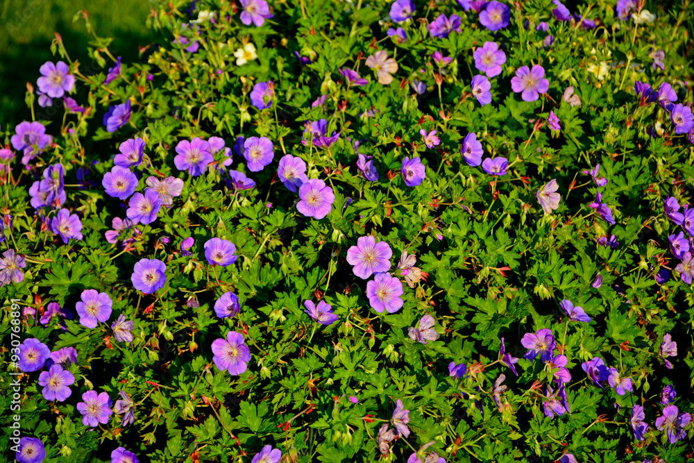 Bodziszek czerwony, Geranium sanguineum, common name bloody crane's-bill or bloody geranium