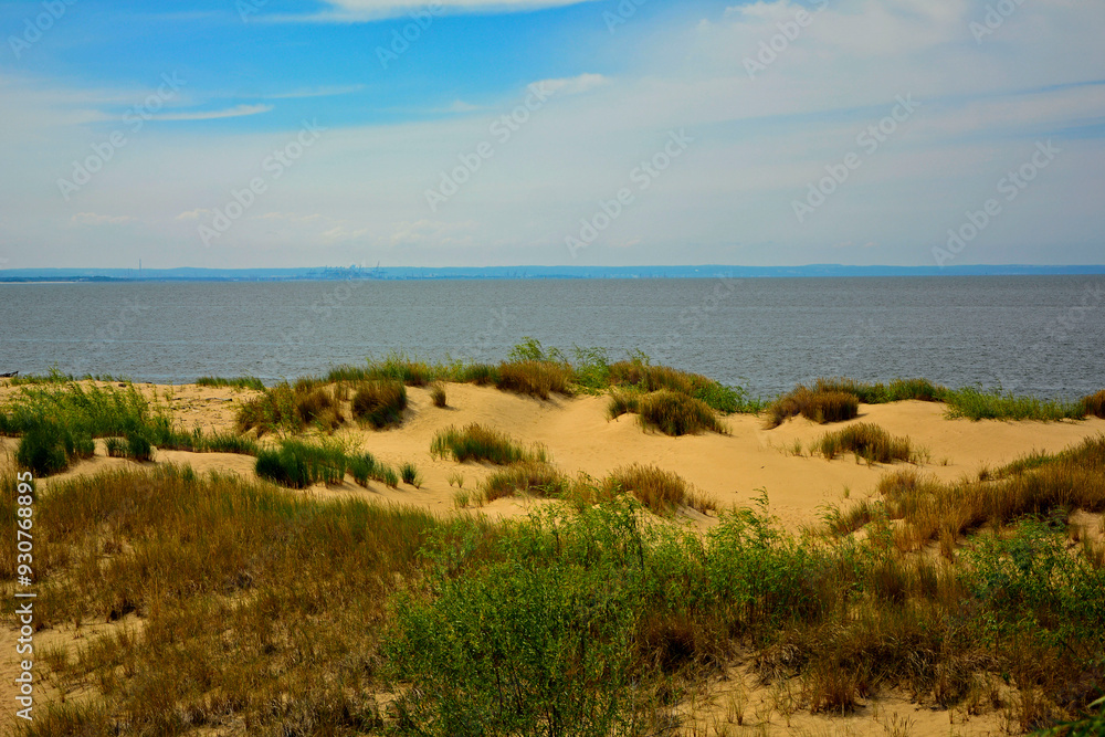 trawy wydmowe, trawy na nadmorskiej wydmie, trawy na piaszczystej wydmie, Piaskownica zwyczajna, Calamagrostis arenaria or Ammophi, dune grasses, beach grass,sand dune with marram grass