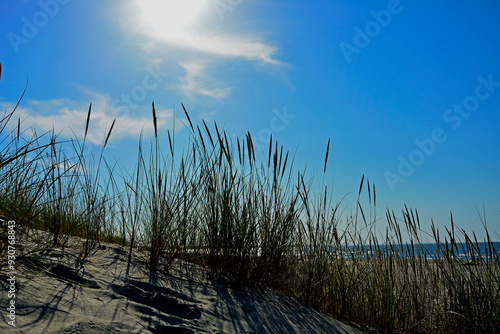 Obraz na płótnie trawy wydmowe, trawy na nadmorskiej wydmie, trawy na piaszczystej wydmie, Piaskownica zwyczajna, Calamagrostis arenaria or Ammophi, dune grasses, beach grass,sand dune with marram grass
w salonie
