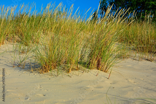 Obraz na płótnie trawy wydmowe, trawy na nadmorskiej wydmie, trawy na piaszczystej wydmie, Piaskownica zwyczajna, Calamagrostis arenaria or Ammophila arenaria, dune grasses, beach grass, sand dune with marram grass
w salonie