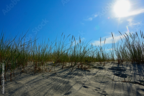 trawy wydmowe, trawy na nadmorskiej wydmie, trawy na piaszczystej wydmie, Piaskownica zwyczajna, Calamagrostis arenaria or Ammophi, dune grasses, beach grass,sand dune with marram grass
