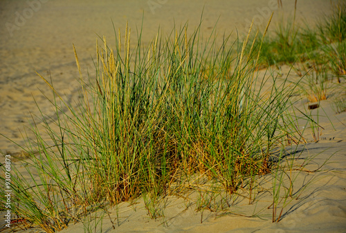 Obraz na płótnie trawy wydmowe, trawy na nadmorskiej wydmie, trawy na piaszczystej wydmie, Piaskownica zwyczajna, Calamagrostis arenaria or Ammophi, dune grasses, beach grass,sand dune with marram grass
w salonie