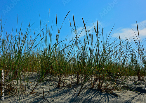 trawy wydmowe, trawy na nadmorskiej wydmie, trawy na piaszczystej wydmie, Piaskownica zwyczajna, Calamagrostis arenaria or Ammophi, dune grasses, beach grass,sand dune with marram grass
