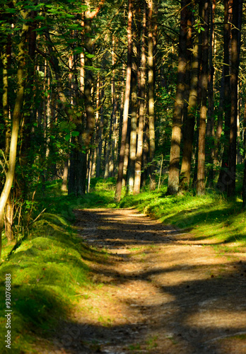 Obraz na płótnie leśna ścieżka, droga leśna z reflekasami słońca, forest path, Sunlit Path through, Serene forest path illuminated by sunlight, wysokie drzewa i lesna ścieżka oświetlona słońcem
w salonie