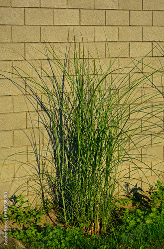Obraz na płótnie ozdobna trawa na tle jasnego ogrodzenia, ozdobny miskant chiński, Miscanthus sinensis, Chinese Miscanthus 'Gracillimus', Ornamental grasses in the sun against the background of a light fence
w salonie