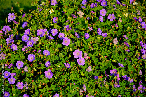 Obraz na płótnie Bodziszek czerwony, Geranium sanguineum, common name bloody crane's-bill or bloody geranium w salonie