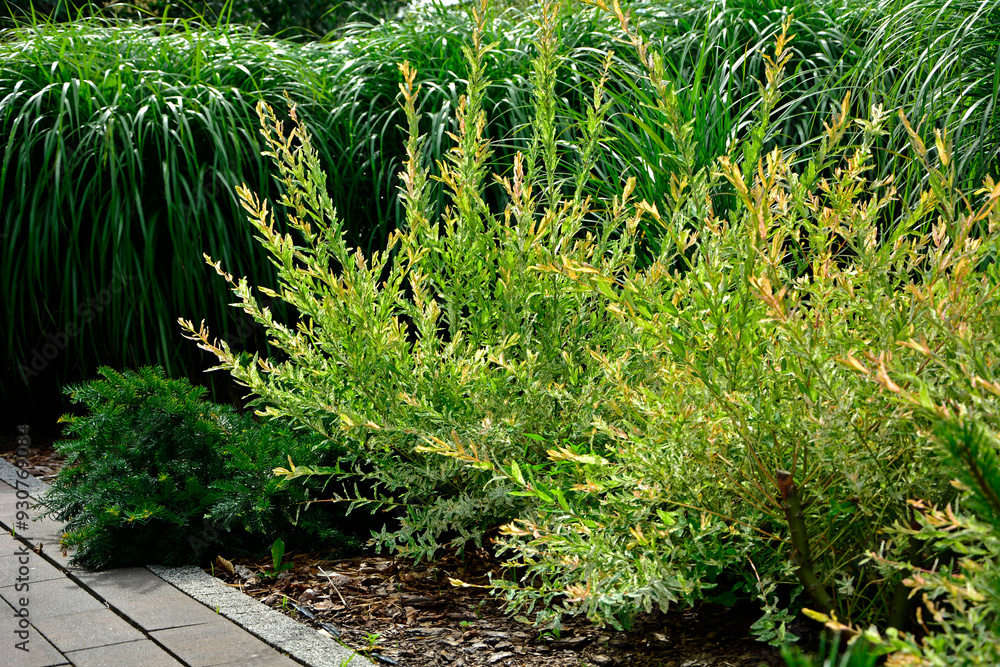 Wierzba japońska rosnąca jako krzew, wierzba calolistna, Salix integra, krzak wierzby japońskiej i trawy ozdobne w ogrodzie, Salix 'Hakuro-Nishiki', Decorative shrub Salix integra Hakuro nishiki