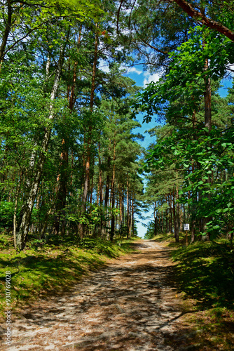 Obraz na płótnie leśna ścieżka, droga leśna z reflekasami słońca, forest path, Sunlit Path through, Serene forest path illuminated by sunlight, wysokie drzewa i lesna ścieżka oświetlona słońcem
w salonie