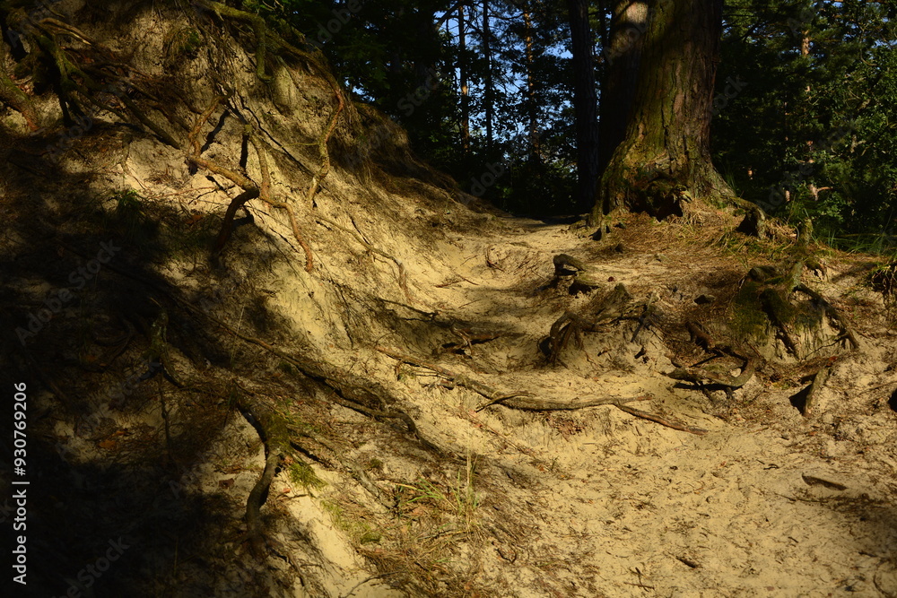 jar, lesny, piaskowy, wąwóz, forest, ravine, sand, gorge, forest,