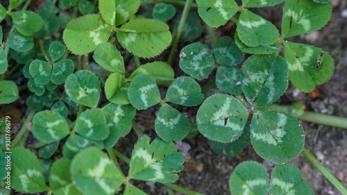 Wild clover grass growing on the ground