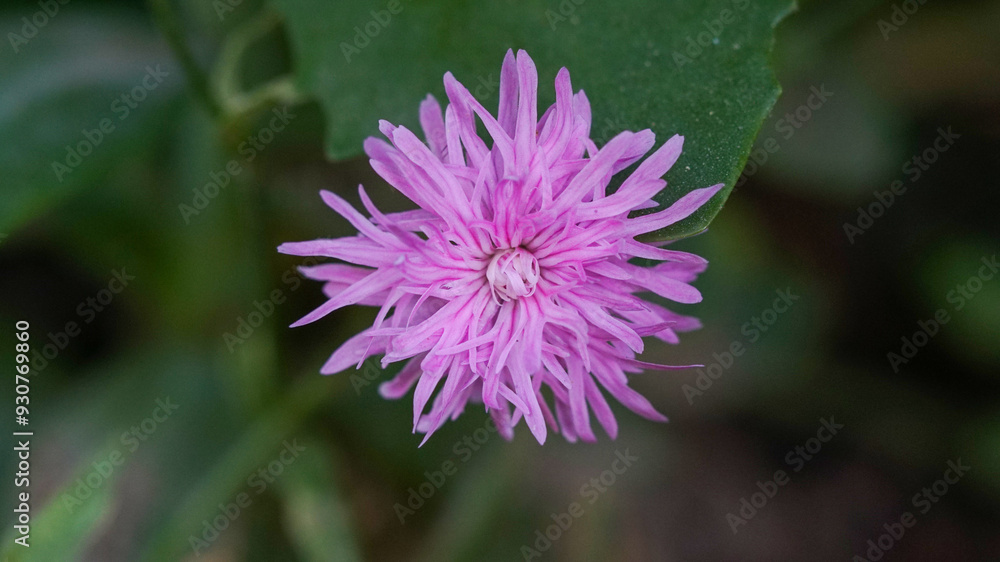 Fototapeta premium Light purple Centaurea cyanus flower