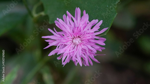 Light purple Centaurea cyanus flower