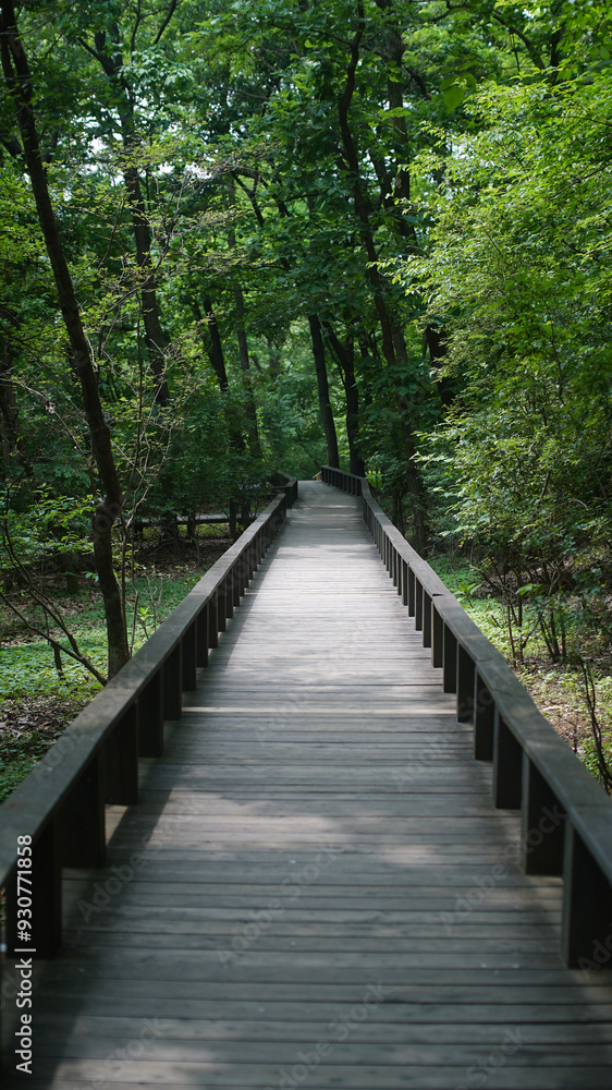 Trail in natural ecological park Trail in natural ecological park