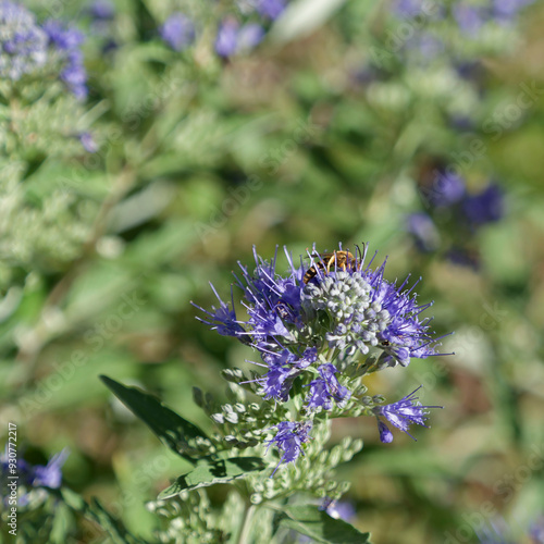 (Caryopteris x clandonensis) Bluebeard 'Heavenly blue'. Aromatic shrub with grey-green leaves, producing  masses of blue flowers in summer attracting pollinator as bees and blumbebees photo