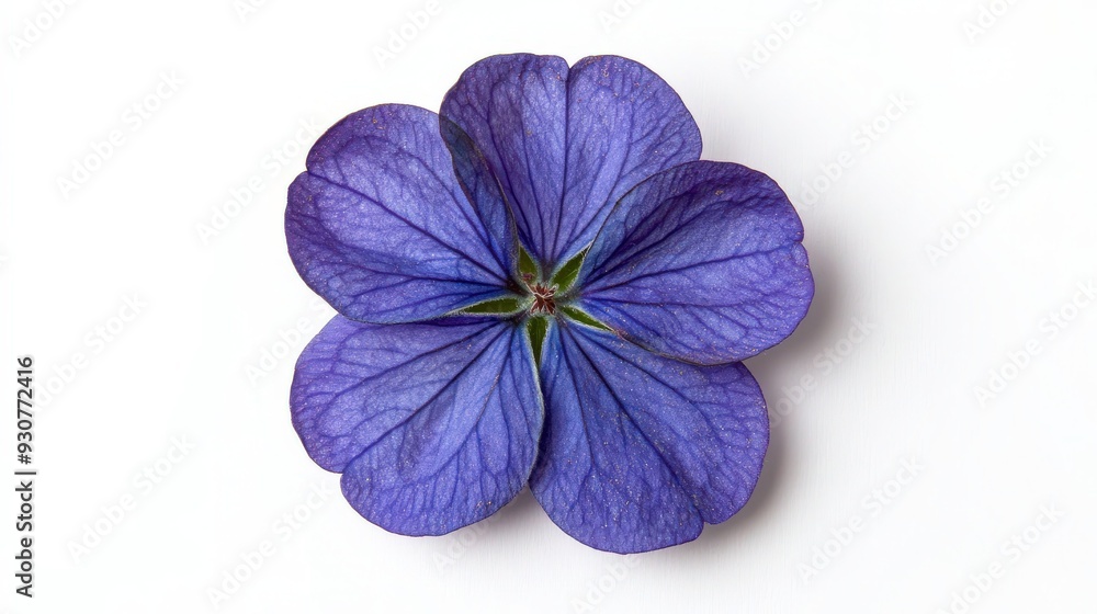 Obraz premium Vibrant Close-Up of Verbena Flower on White Background: Nature Photography at its Finest