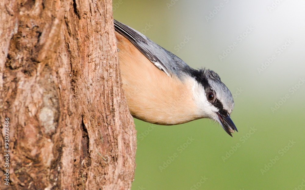 Naklejka premium Sitta europaea aka Eurasian nuthatch with the seed in his beak. Very close-up portrait. Isolated on blurred background.