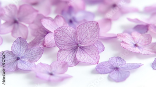 Close-up shot of vibrant sweet pea flower on white background - Beautiful floral photography