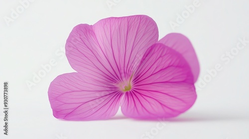Vibrant Close-Up of a Geranium Flower on White Background - Beautiful Floral Photography