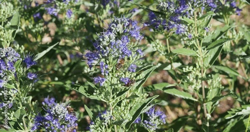 Caryopteris x clandonensis 'Heavenly blue' | Small shrub of Bluebeard with light blue flowers in cymes above grey-green foliage attracting numerous bees collecting pollen photo