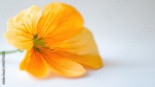 Vibrant close-up shot of a stunning Nasturtium flower on a white background