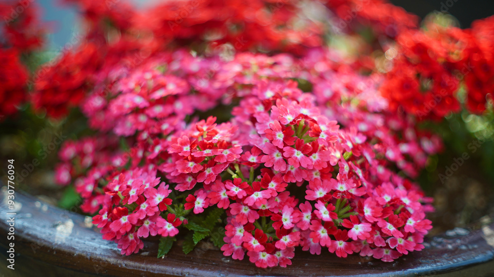 Pink Verbena Flowers Bloomed on the Flowerpot Pink Verbena Flowers Bloomed on the Flowerpot