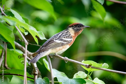 Bay-Breasted Warbler Bird New world warbler Migrating Species