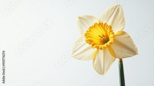 Wallpaper Mural Vibrant close-up of yellow daffodil flower on white background - Springtime beauty captured in detail Torontodigital.ca