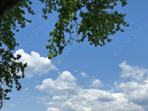 Tree foliage against blue sky with clouds 