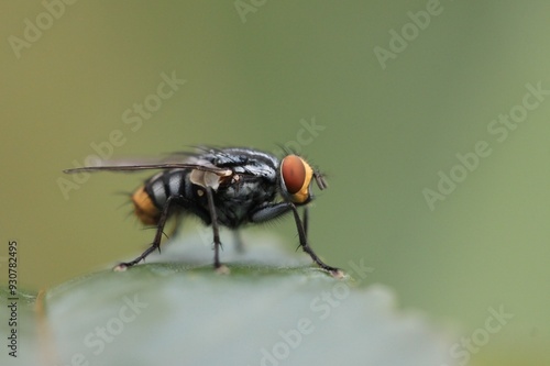 fly on leaf photo