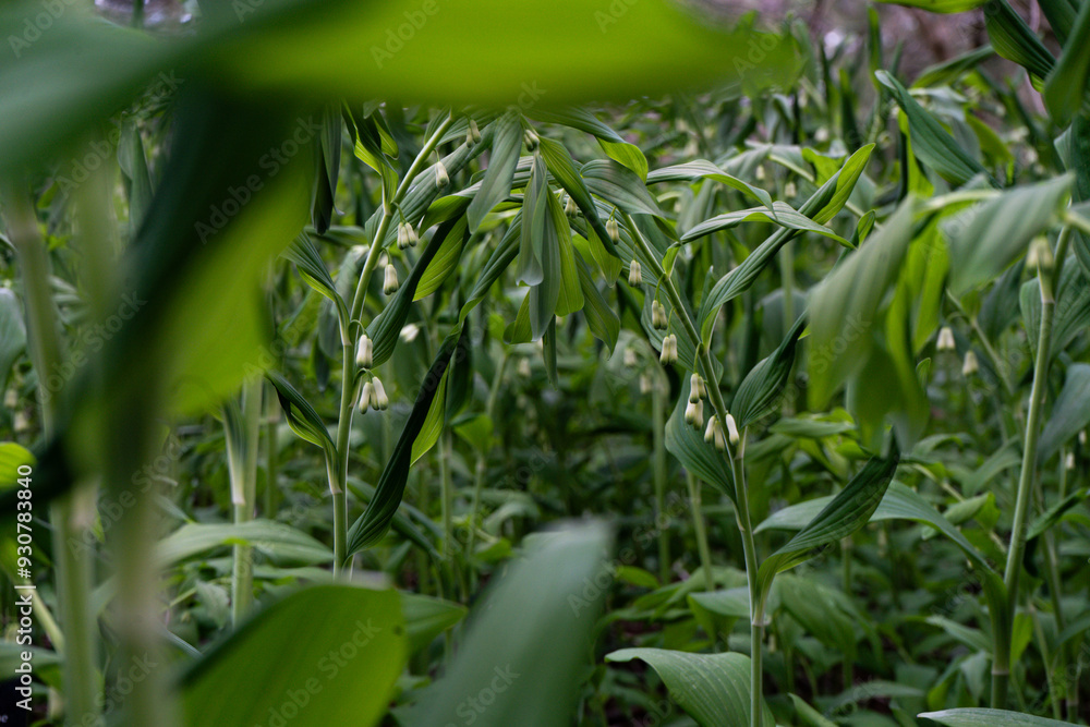 Fototapeta premium ソロモンズシール POLYGONATUM multiflorum