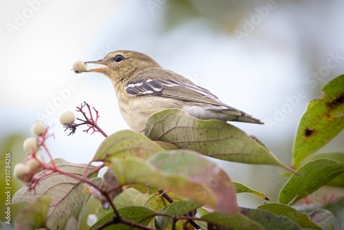 Blackpoll Warbler Migrating Bird New World Warbler photo