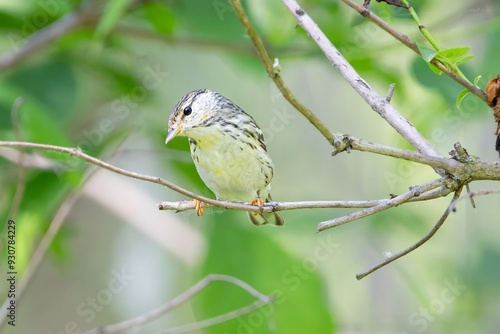 Blackpoll Warbler Migrating Bird New World Warbler photo