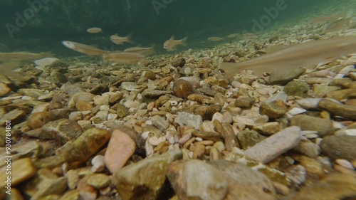 Video pesci sott'acqua ripresa con action in 4k