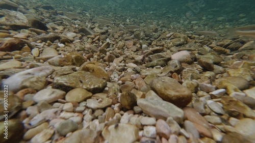 Video pesci sott'acqua ripresa con action in 4k