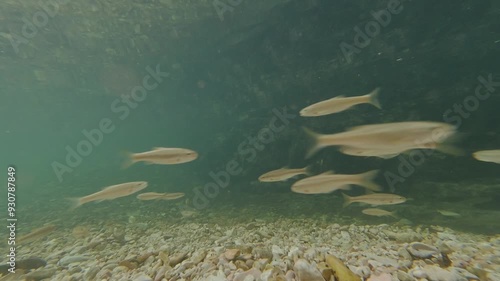 Video pesci sott'acqua ripresa con action in 4k