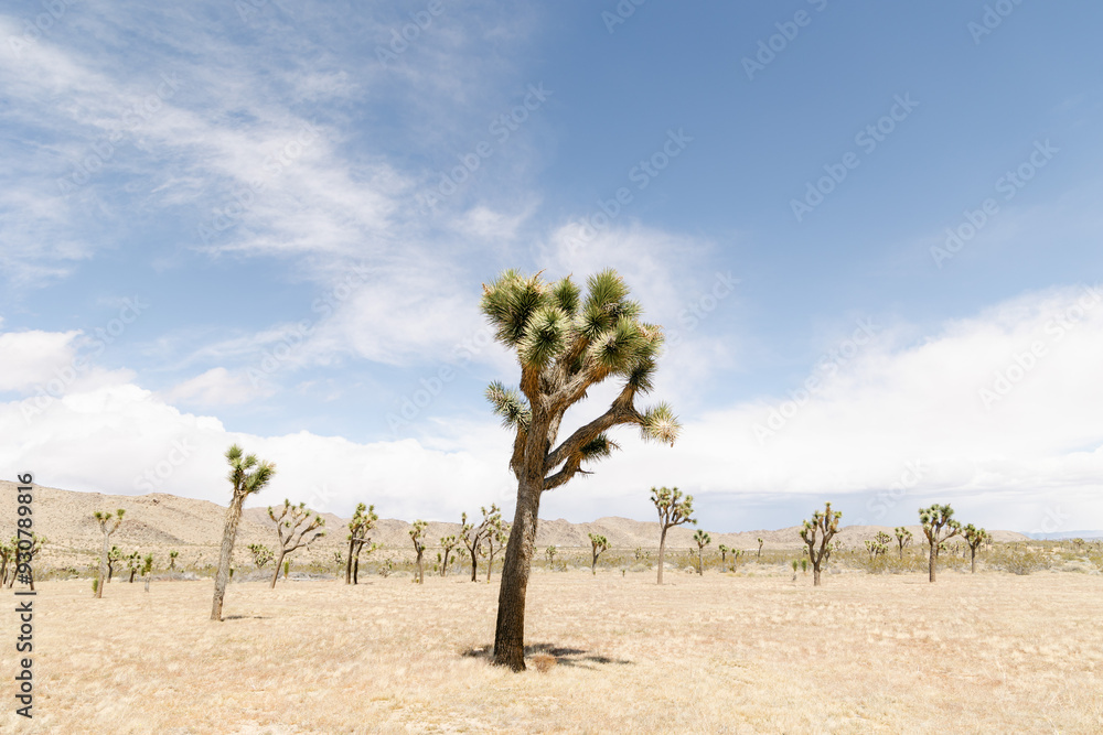 Joshua Tree National Park