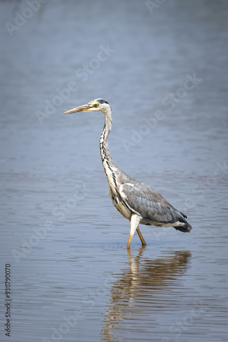 Grey Heron striding through water.