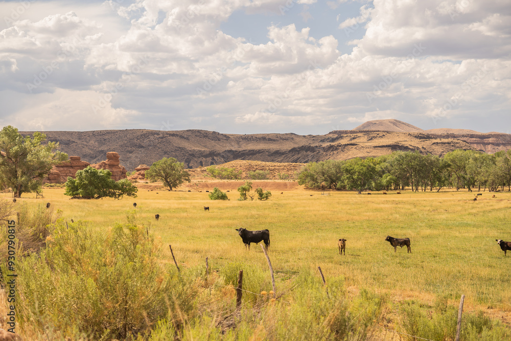 Obraz premium Cattle Desert Ghost Town Field Red Rocks